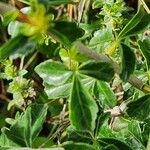 Commiphora holtziana Leaf