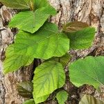 Ficus vallis-choudae Листок