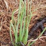 Bulbine abyssinica Folha