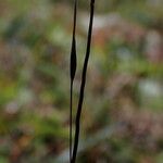 Ptilagrostis yadongensis Flower