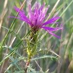 Atractylis humilis Flor