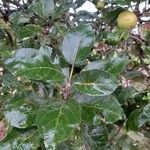 Malus domestica ᱥᱟᱠᱟᱢ
