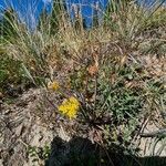 Bupleurum ranunculoides Habit