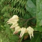 Clerodendrum welwitschii Blodyn