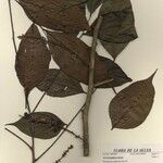 Picramnia latifolia Anders