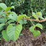 Rubus ellipticus Leaf