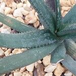 Aloe cryptopoda Folha