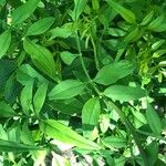 Jasminum humile Leaf