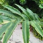 Etlingera elatior Leaf