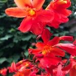 Crocosmia x crocosmiiflora Flor