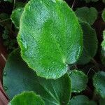 Saxifraga stolonifera Blad