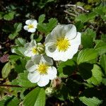 Fragaria chiloensis Other