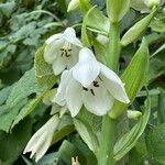 Ornithogalum candicans Flor