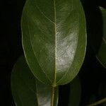 Anomospermum reticulatum Φύλλο