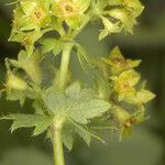 Alchemilla filicaulis Λουλούδι