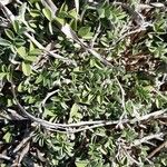 Argyrolobium zanonii Leaf