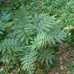 Cyathea arborea Otro