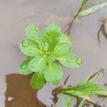 Ludwigia peploidesList