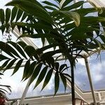 Chamaedorea microspadix Leaf