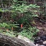 Lobelia cardinalisFlor