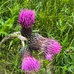 Cirsium rivulare Fula