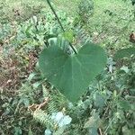 Aristolochia elegans List