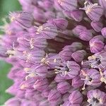 Allium porrum Floare
