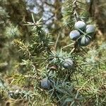 Juniperus communis Floare