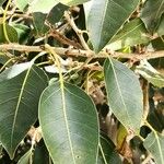 Ficus cordata Hoja