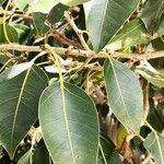 Ficus cordata Blad