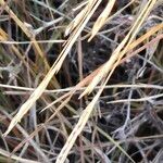 Heteropogon contortus Frucht