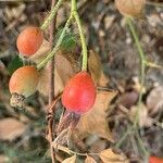 Rosa dumalis Blad