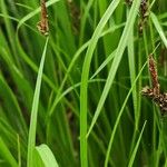 Carex montana Hostoa