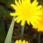 Sonchus bulbosus Fula