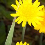 Sonchus bulbosus Kvet