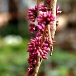 Cercis chinensis ফুল