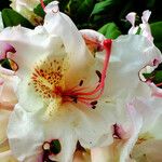 Rhododendron aureum Fleur