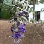 Petrea volubilisFiore