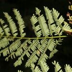 Vachellia collinsii Leaf