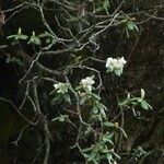 Rhododendron camelliiflorum