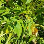 Bidens frondosa Leaf
