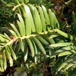 Cephalotaxus fortunei Leaf