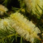 Acacia verticillata Цвят