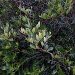 Pistacia lentiscus برگ