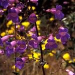 Penstemon linarioides Hábitos