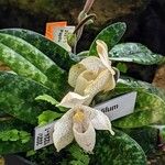 Paphiopedilum concolor Kvet