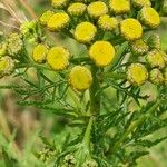 Tanacetum vulgareFiore