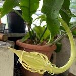 Epiphyllum oxypetalum花