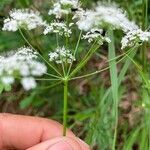 Conopodium majus Kukka