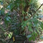 Aglaia elaeagnoidea Deilen
